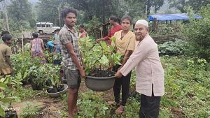 rafted Plants (Mango, Cashew and Jafra) 4800 distribution in Mothugudem cluster