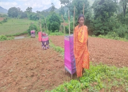 Planting and Guarding of Fruit Plants (Mango and Cashew)